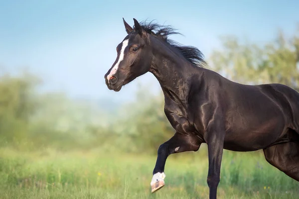 Μαύρο Άλογο Πορτρέτο Κίνηση — Φωτογραφία Αρχείου