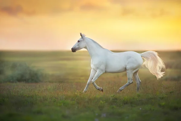 白い馬は夕日の空に対してギャロップを実行します — ストック写真