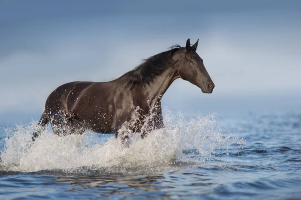 Black Horse Free Run Blue Water Splash — Stock Photo, Image