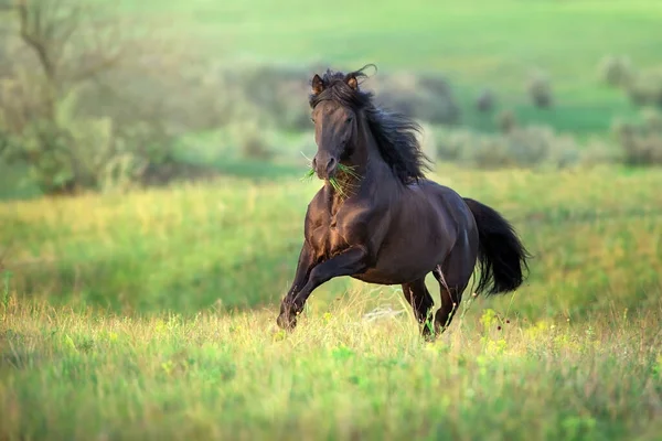 Black Horse Free Run Gallop Medow — Stock Photo, Image