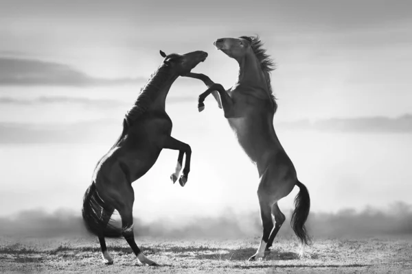 Dois Cavalos Erguer Contra Céu Preto Branco — Fotografia de Stock