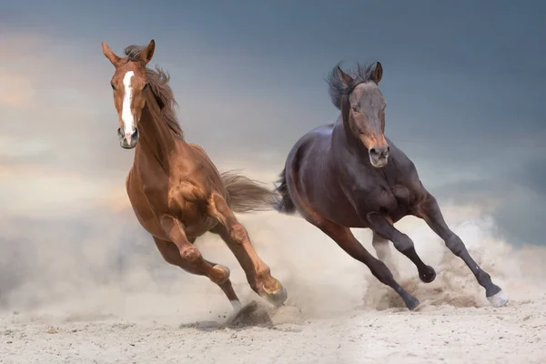 Twee Prachtige Paarden Lopen Vrij Rond Woestijn — Stockfoto