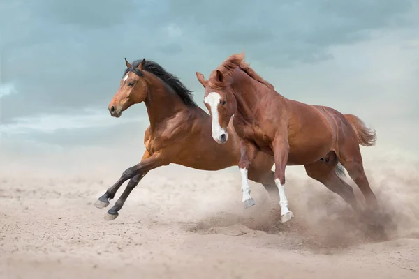 Dois Belos Cavalos Correm Livres Deserto — Fotografia de Stock