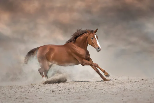 Krásný Červený Kůň Běží Pouštní Bouři — Stock fotografie