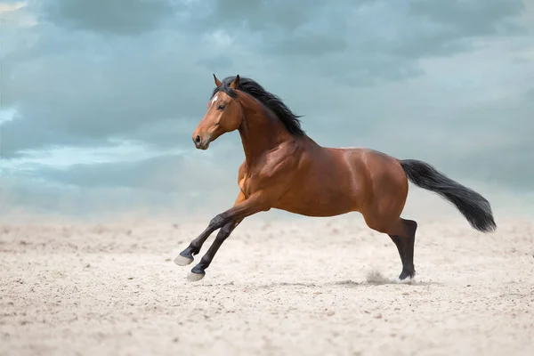 Étalon Baie Courir Dans Sable Désert — Photo