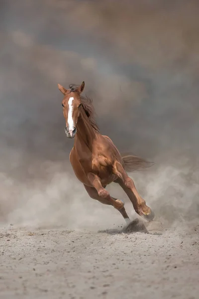 Belo Cavalo Vermelho Correndo Tempestade Deserto — Fotografia de Stock