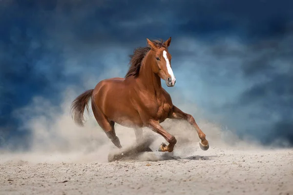 Belo Cavalo Vermelho Correndo Tempestade Deserto — Fotografia de Stock