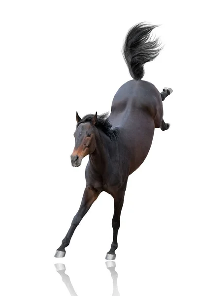 Bay Horse Lustiger Sprung Isoliert Auf Weiß — Stockfoto