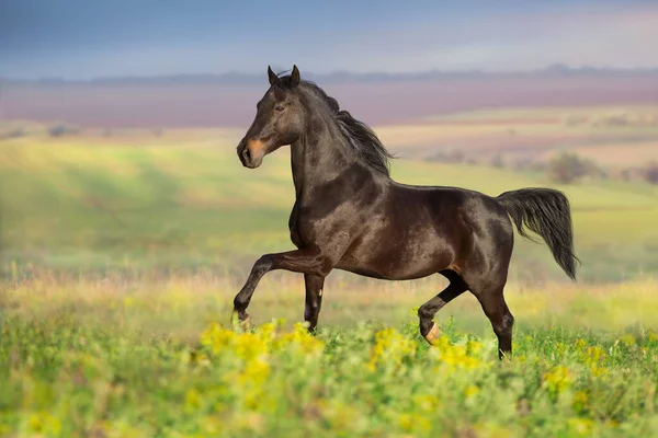 Schwarzes Pferd Galoppiert Wiese — Stockfoto