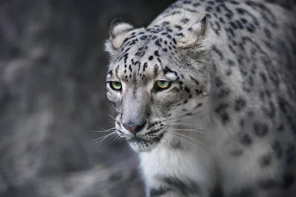 Zavřít Sníh Leopard Portrét — Stock fotografie
