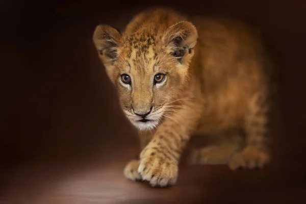 Ein Niedliches Junges Löwenjunges Aus Nächster Nähe Porträt — Stockfoto