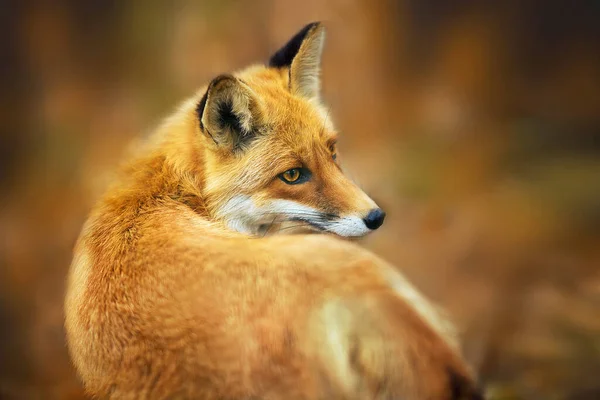 背景には秋の木々のボケが描かれた赤い狐のクローズアップ肖像画 — ストック写真