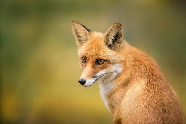 Red Fox Retrato Cerca Con Bokeh Árboles Otoño Fondo —  Fotos de Stock