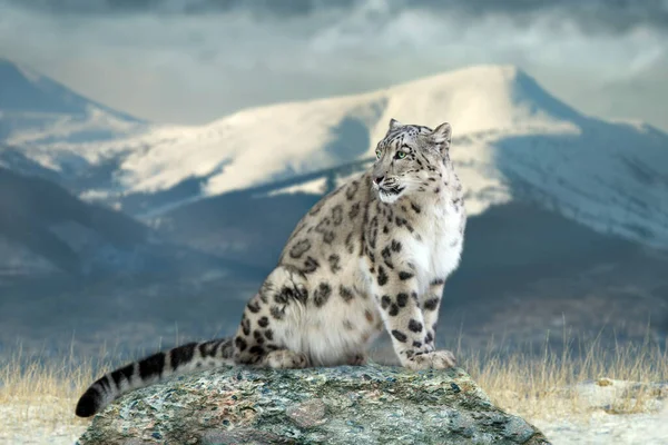 Dağ Manzarasında Kar Leoparı Portresini Kapat — Stok fotoğraf