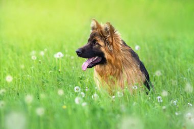 Yeşil çimenlikteki köpek portreyi kapat.