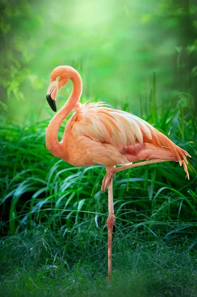 Piękny Różowy Duży Ptak Flamingo Zielonym Krajobrazie — Zdjęcie stockowe