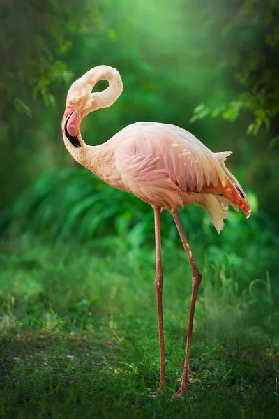 Beautiful Pink Big Bird Flamingo Green Landscape — Stock Photo, Image