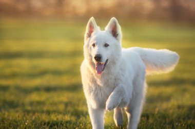 Beyaz İsviçre Çoban Köpeği Bahar Çayırı 'nda gün batımında