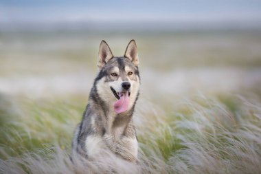 Salvia ve tüy tarlalarında güzel, iri yapılı bir portre