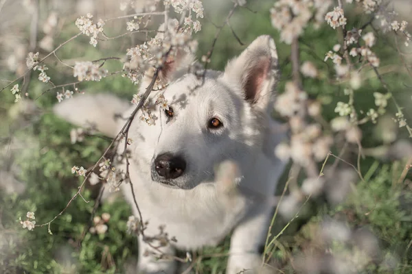 Perro Pastor Suizo Blanco Flores Primavera Medow Atardecer —  Fotos de Stock