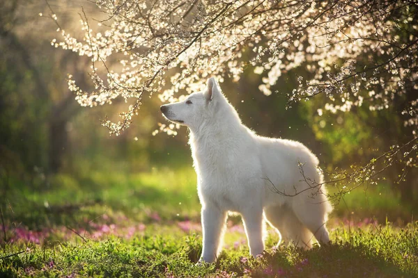 Bílý Švýcarský Ovčák Pes Jaře Medow Květiny Při Západu Slunce — Stock fotografie