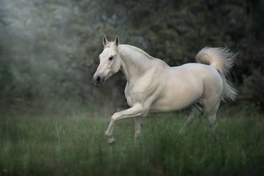 White horse trotting outdoor on meadow clipart