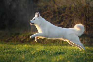 Beyaz İsviçre Çoban Köpeği Bahar Çayırı 'nda gün batımında