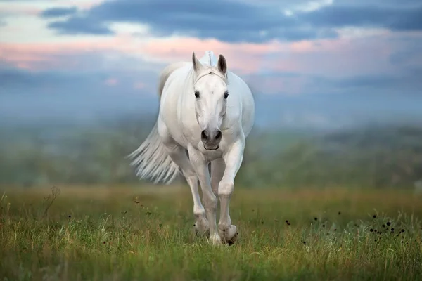 Cavalo Branco Correr Galope Contra Céu Por Sol — Fotografia de Stock