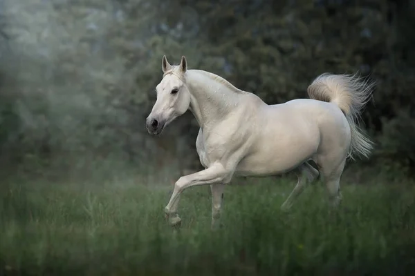 Cavalo Branco Trote Livre Prado — Fotografia de Stock