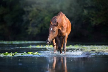Nehirde bir damla suyla kestane rengi at