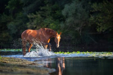 Nehirde bir damla suyla kestane rengi at