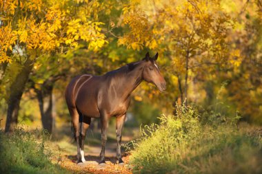 Aygır sonbahar parkında gün batımında