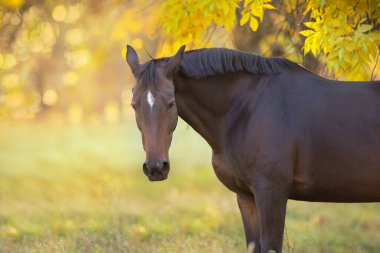 Aygır sonbahar parkında gün batımında