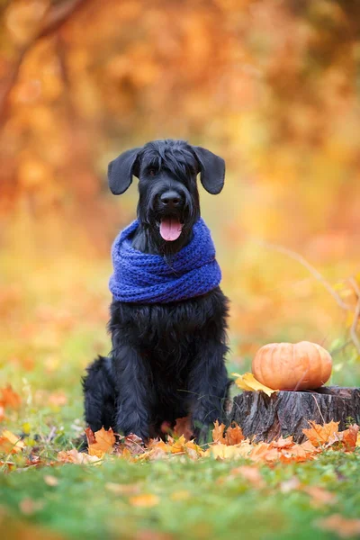 Giant Schnauzer Sitting Yellow Orange Fall Leaves — Stock Photo, Image