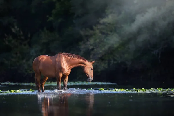 Kastanienpferd Fluss Mit Wasserspritzer — Stockfoto
