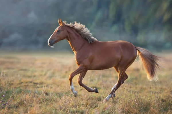 Red Horse Run Meadow — Stock Photo, Image