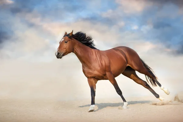 Bay Stallion Run Gallop Desert — Stock Photo, Image