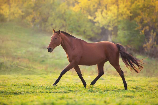 Csődör Őszi Parkban Napnyugtakor — Stock Fotó