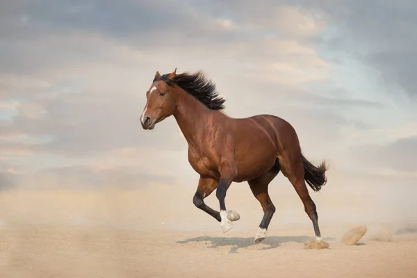 海湾的种马在沙漠中奔跑 — 图库照片