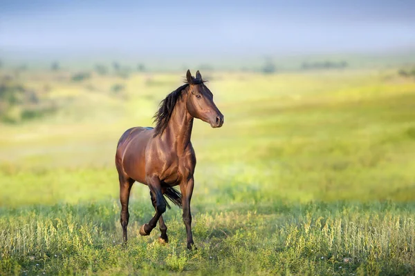 Black Horse Free Run Gallop Meadow — Stock Photo, Image