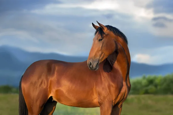 Retrato Cavalo Baía Contra Paisagem Montanha — Fotografia de Stock