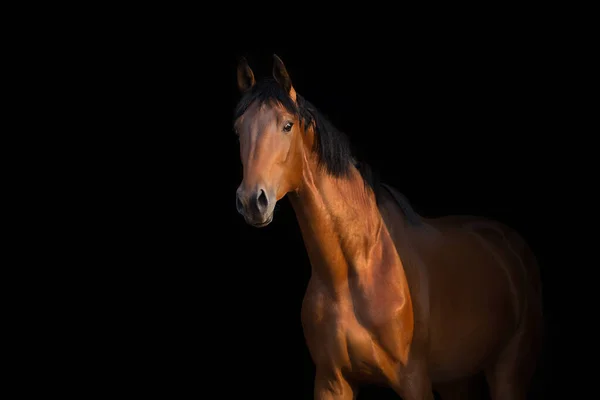 Cavalo Marrom Contra Fundo Preto — Fotografia de Stock