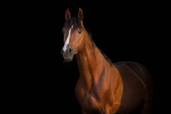 黒を背景にした茶色の馬 — ストック写真
