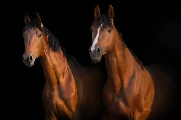 Cheval Rouge Laurier Sur Fond Noir — Photo