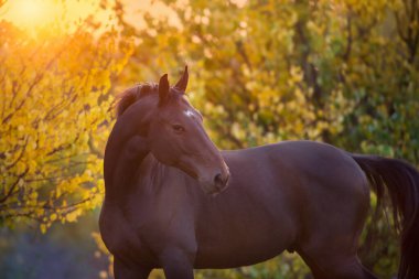 Aygır sonbahar parkında gün batımında