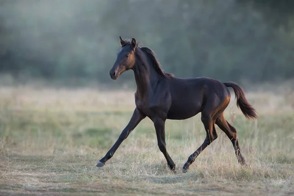 Μαύρο Πουλάρι Trotting Στο Πεδίο Του Φθινοπώρου — Φωτογραφία Αρχείου