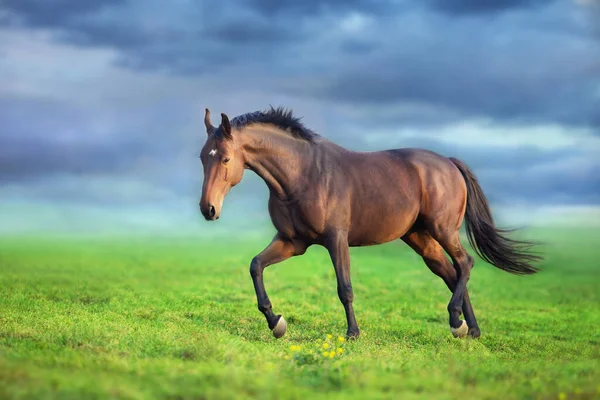 Bay Häst Fri Springa Galopp Äng — Stockfoto