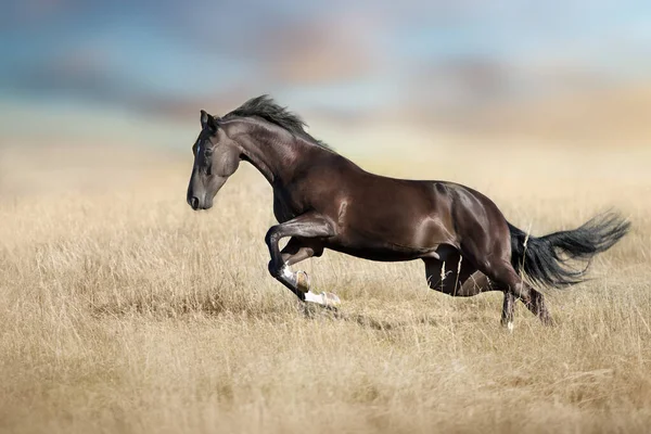 Étalon Noir Courir Amusant Automne Champ — Photo