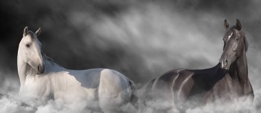 Siyah beyaz at, toza dönüşmüş portreyi yakından çek. Web için Panorama