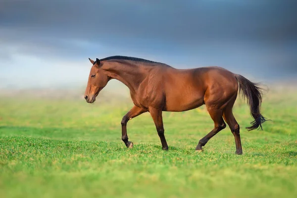 Bay Άλογο Δωρεάν Καλπασμό Στο Λιβάδι — Φωτογραφία Αρχείου